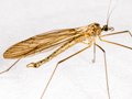 Trichocera major